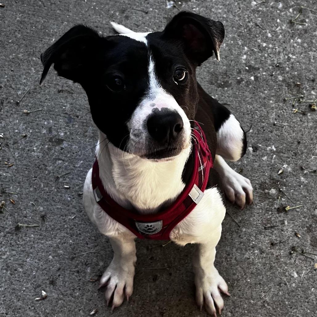 Enlarge Minnie, a Adoptable mixed breed in Tulsa, OK image 2/2