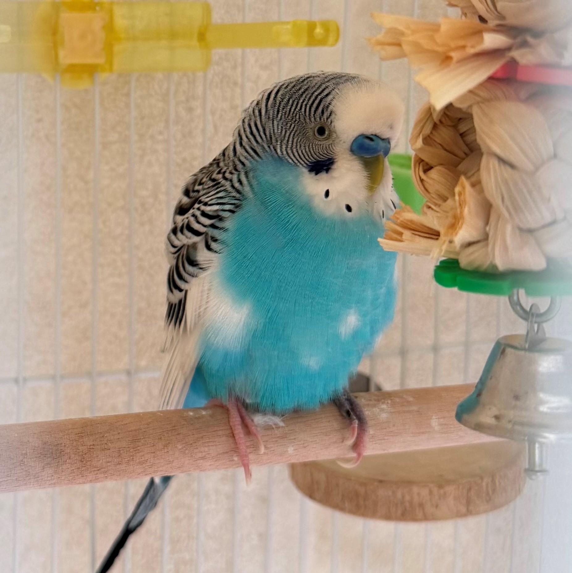 Ponderosa, adoptable, Adult Male Parakeet (Other).