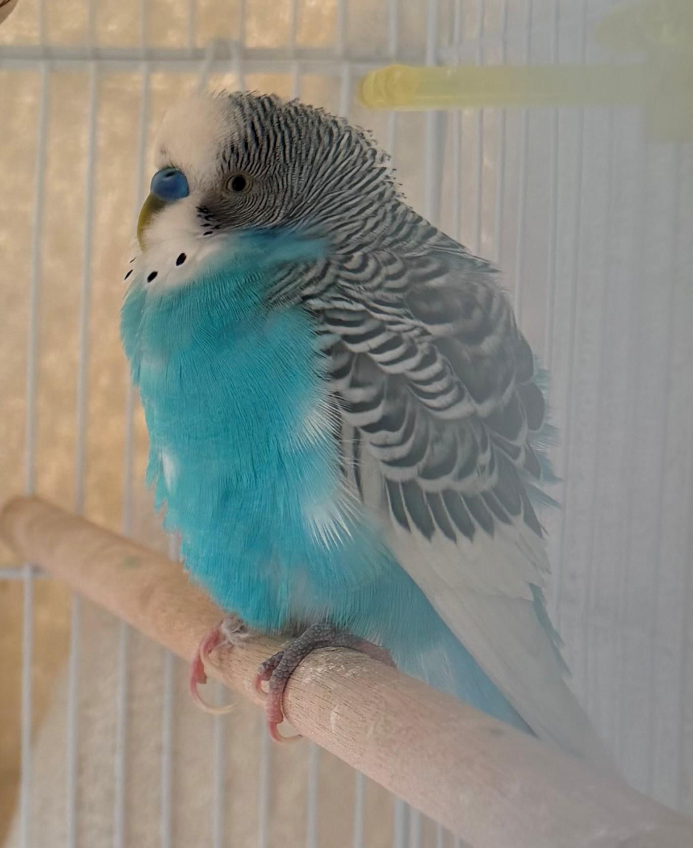 Enlarge Ponderosa, an adoptable Parakeet (Other) in Hamilton, ON image 2/3