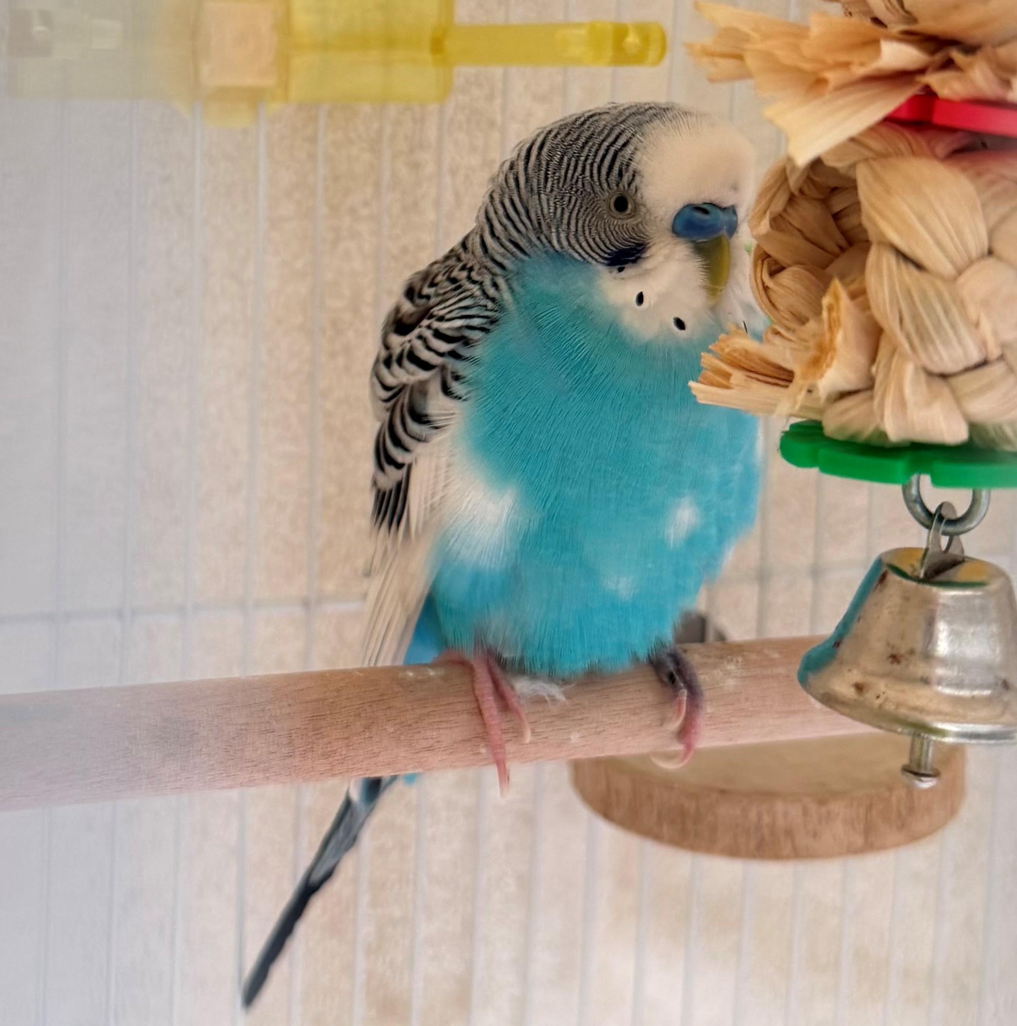 Enlarge Ponderosa, an adoptable Parakeet (Other) in Hamilton, ON image 3/3