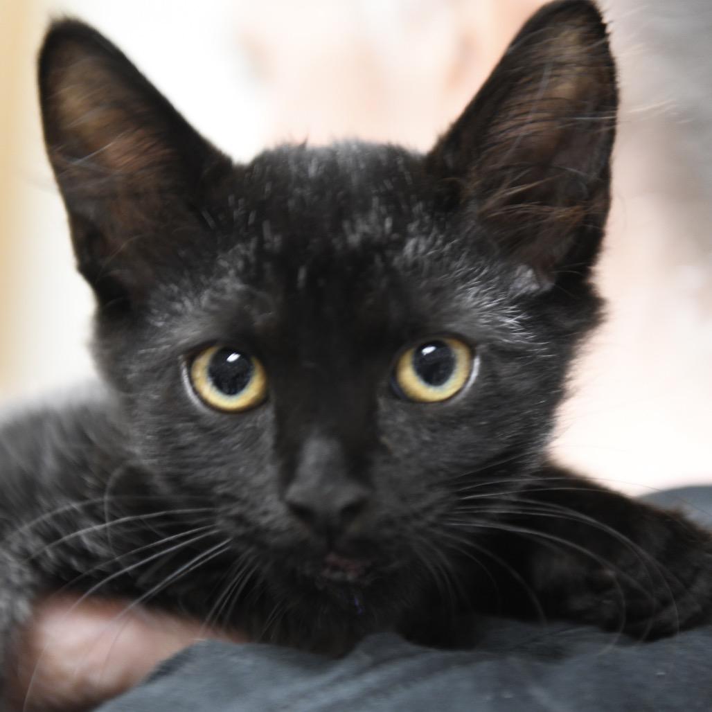 Enlarge James P. Sullivan, a Adoptable Domestic Short Hair in Redwood City, CA image 1/1