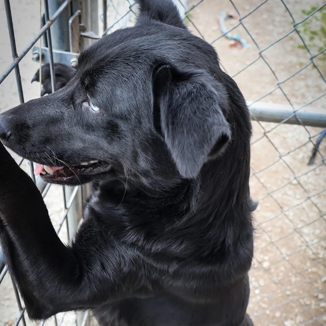 Enlarge Callie, a ADOPTABLE mixed breed in Hollister, MO image 4/4