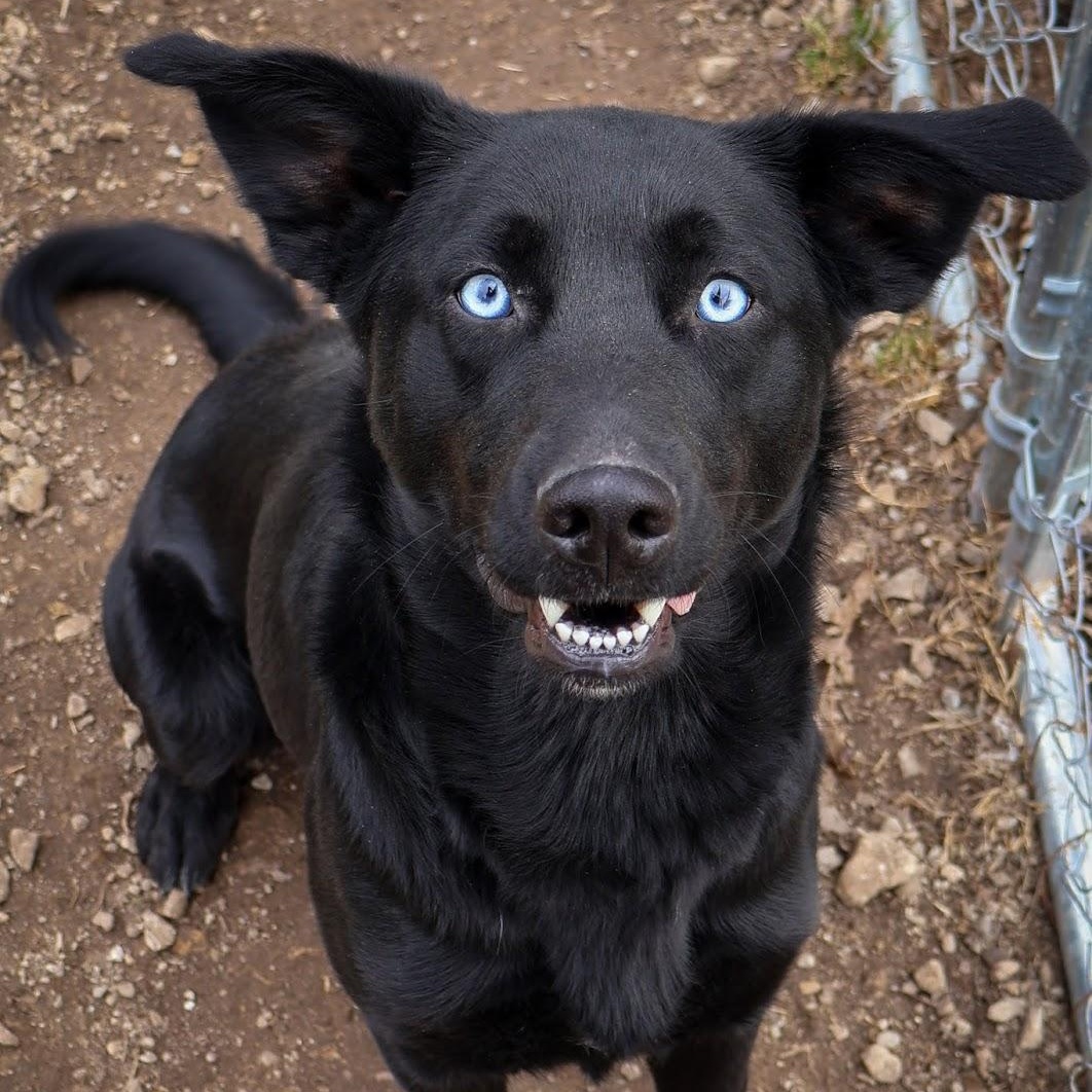 Enlarge Callie, a ADOPTABLE mixed breed in Hollister, MO image 2/4