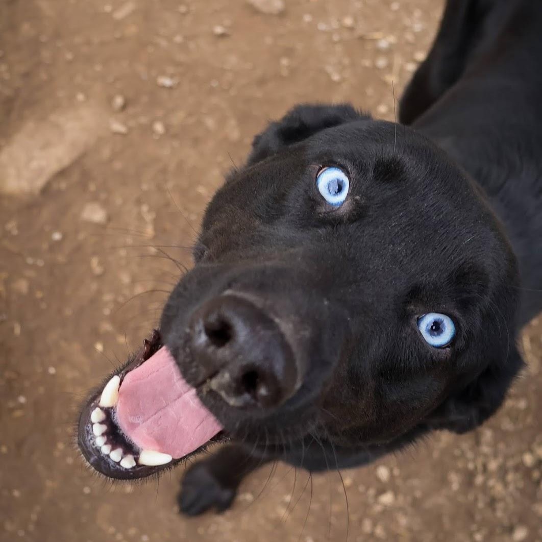 Enlarge Callie, a ADOPTABLE mixed breed in Hollister, MO image 1/4