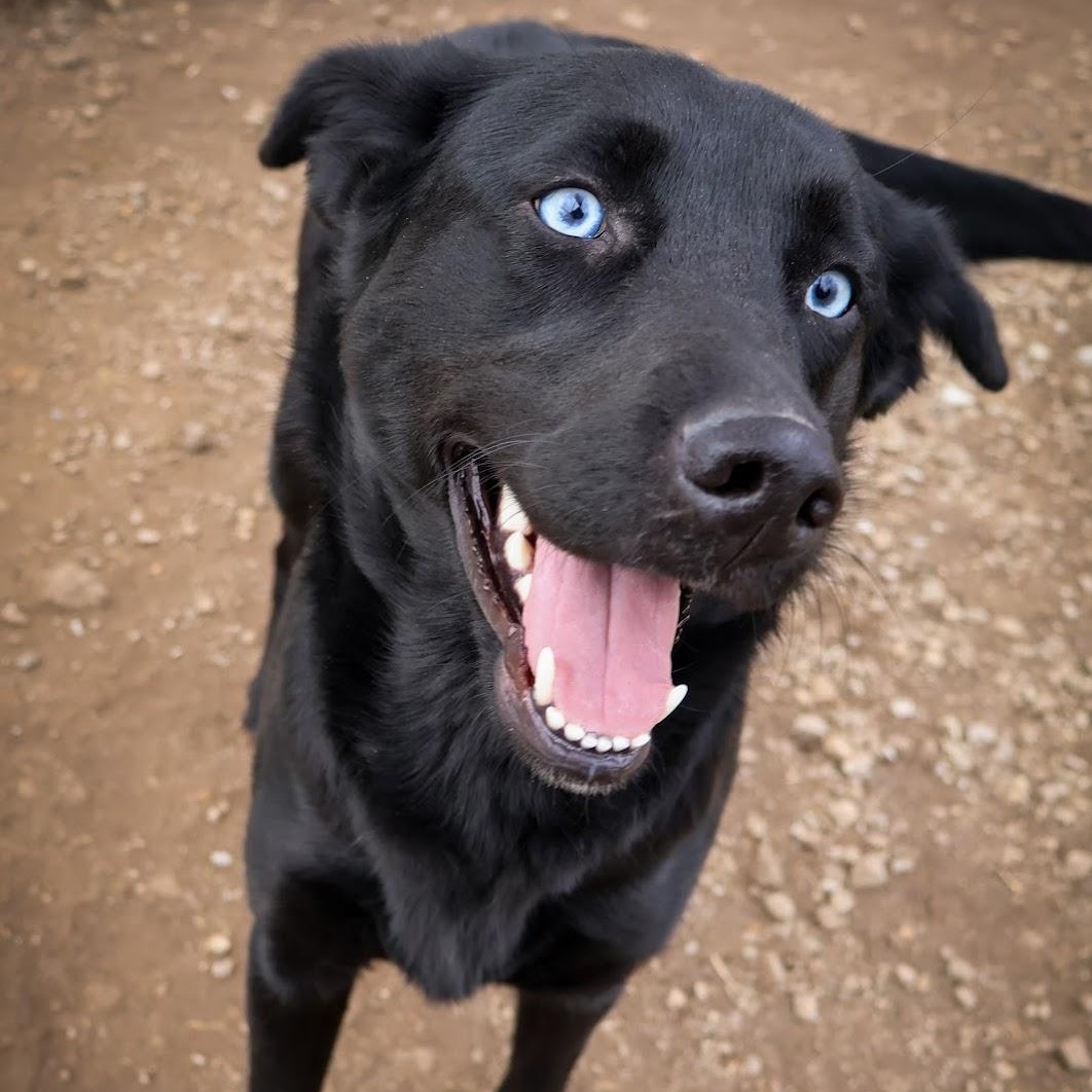 Enlarge Callie, a ADOPTABLE mixed breed in Hollister, MO image 3/4