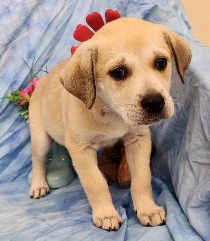 Enlarge Tracey, a Adoptable mixed breed in Elmira, NY image 2/3