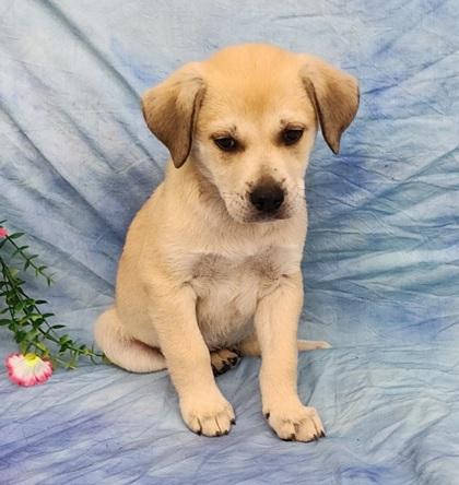 Enlarge Tracey, a Adoptable mixed breed in Elmira, NY image 3/3