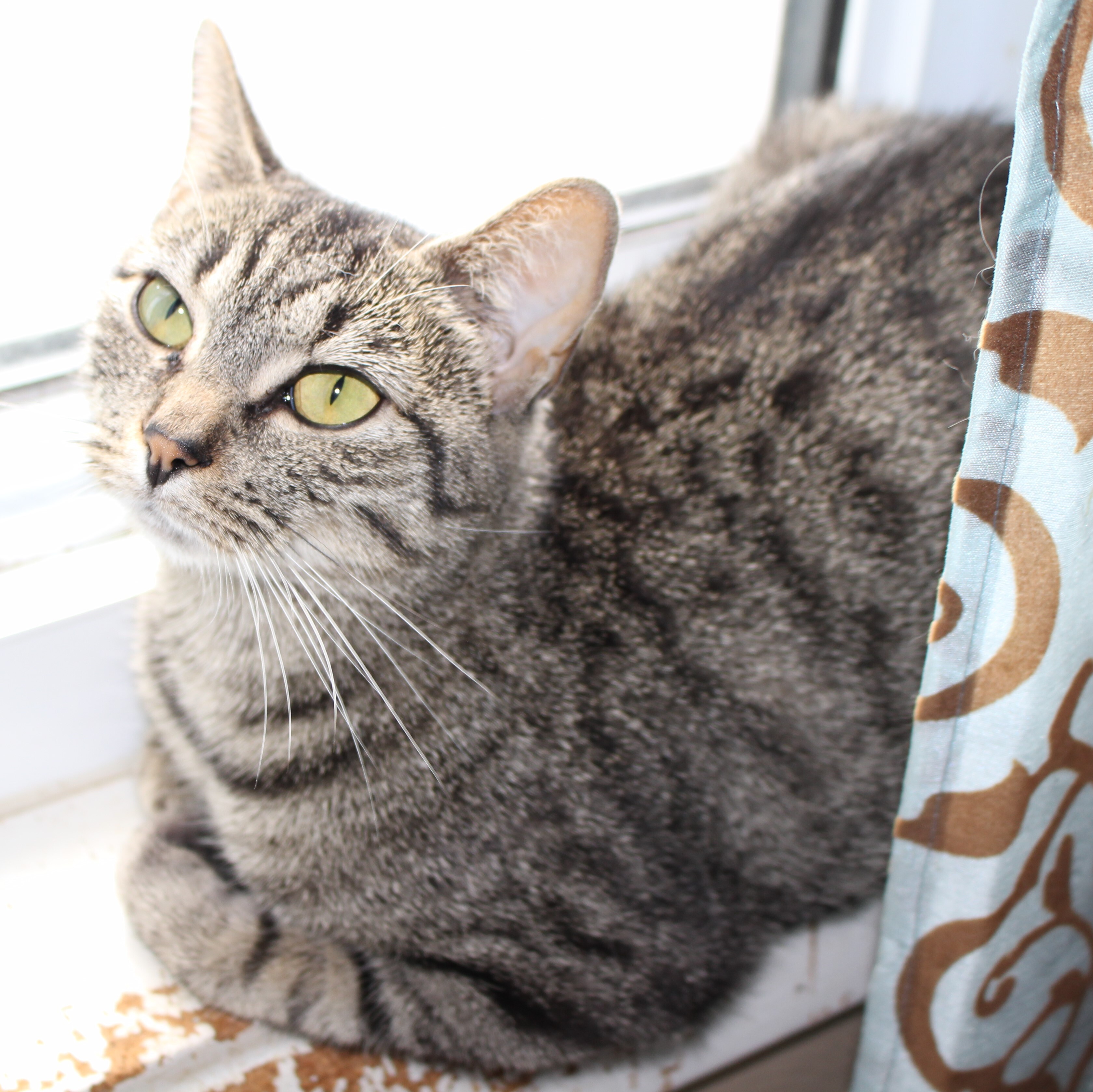 Mama Gizmo, Adoptable, Adult Female Domestic Short Hair & Tabby.
