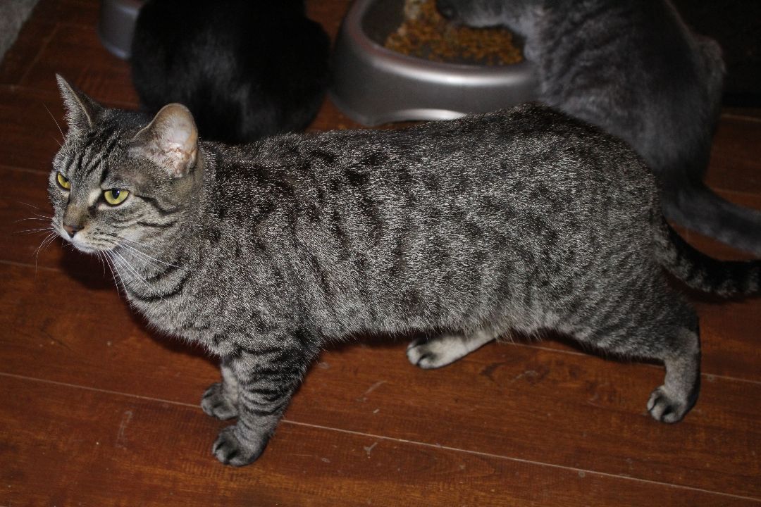 Mama Gizmo, a Adoptable mixed breed in Stahlstown, PA image 2/6