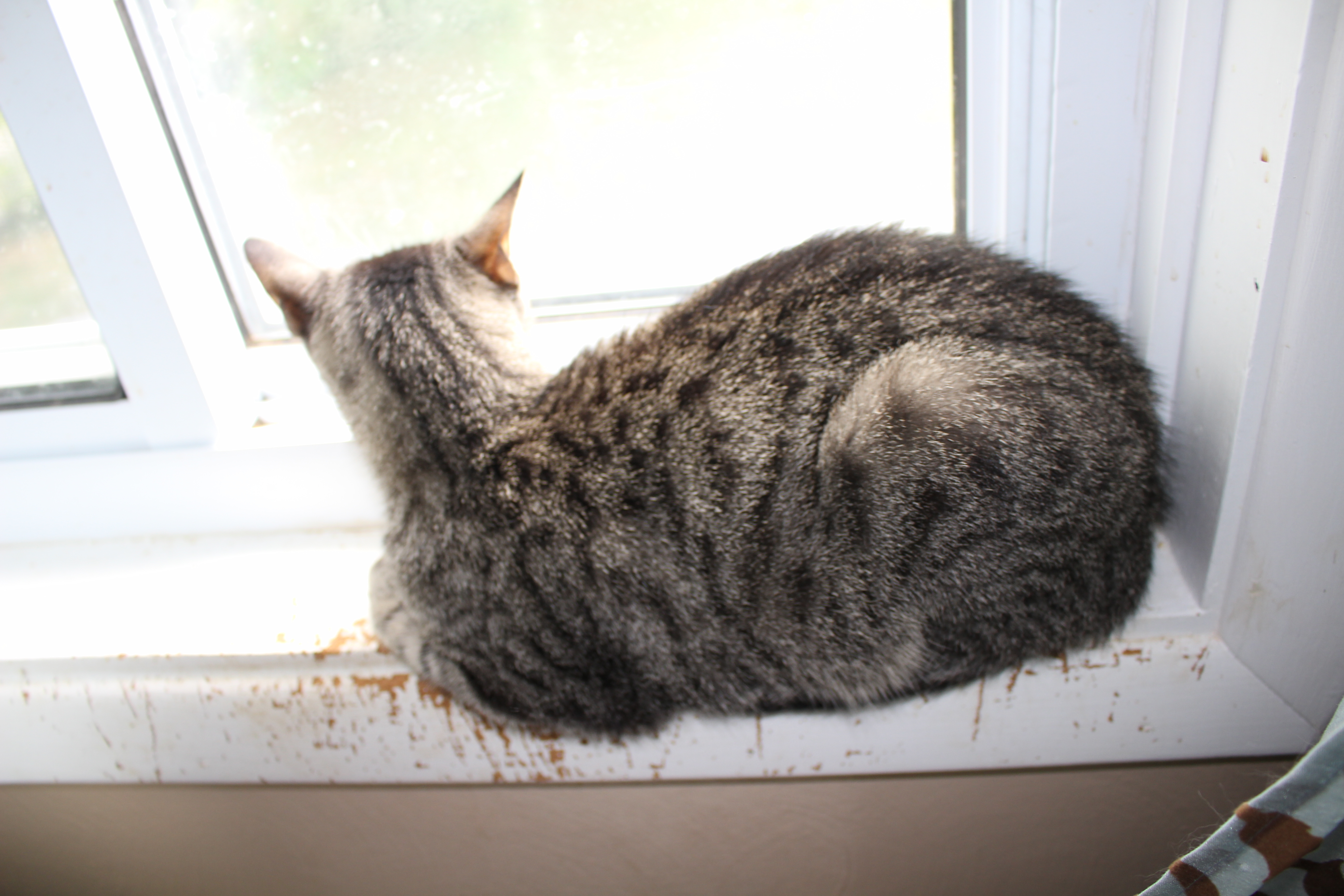 Mama Gizmo, a Adoptable mixed breed in Stahlstown, PA image 3/6