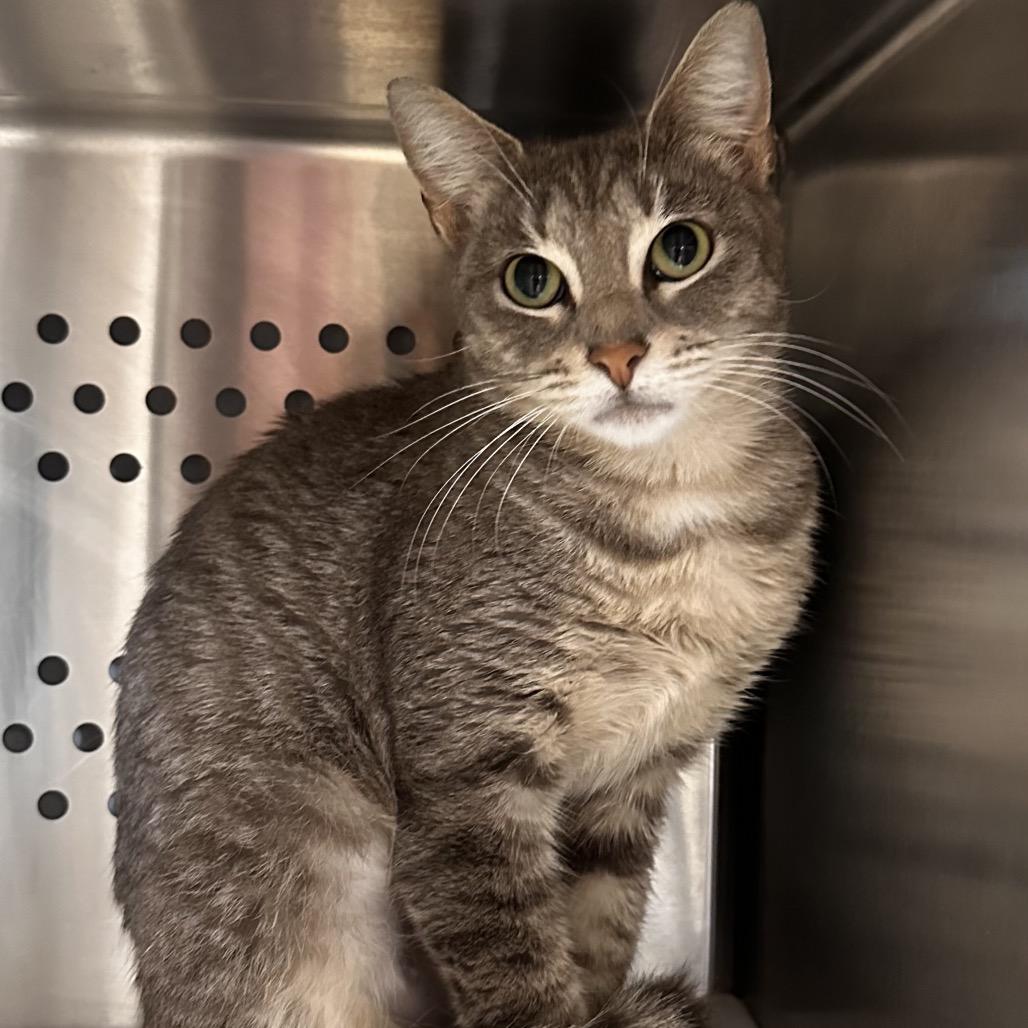 Lady Mae, Adoptable, Young Female Domestic Short Hair.