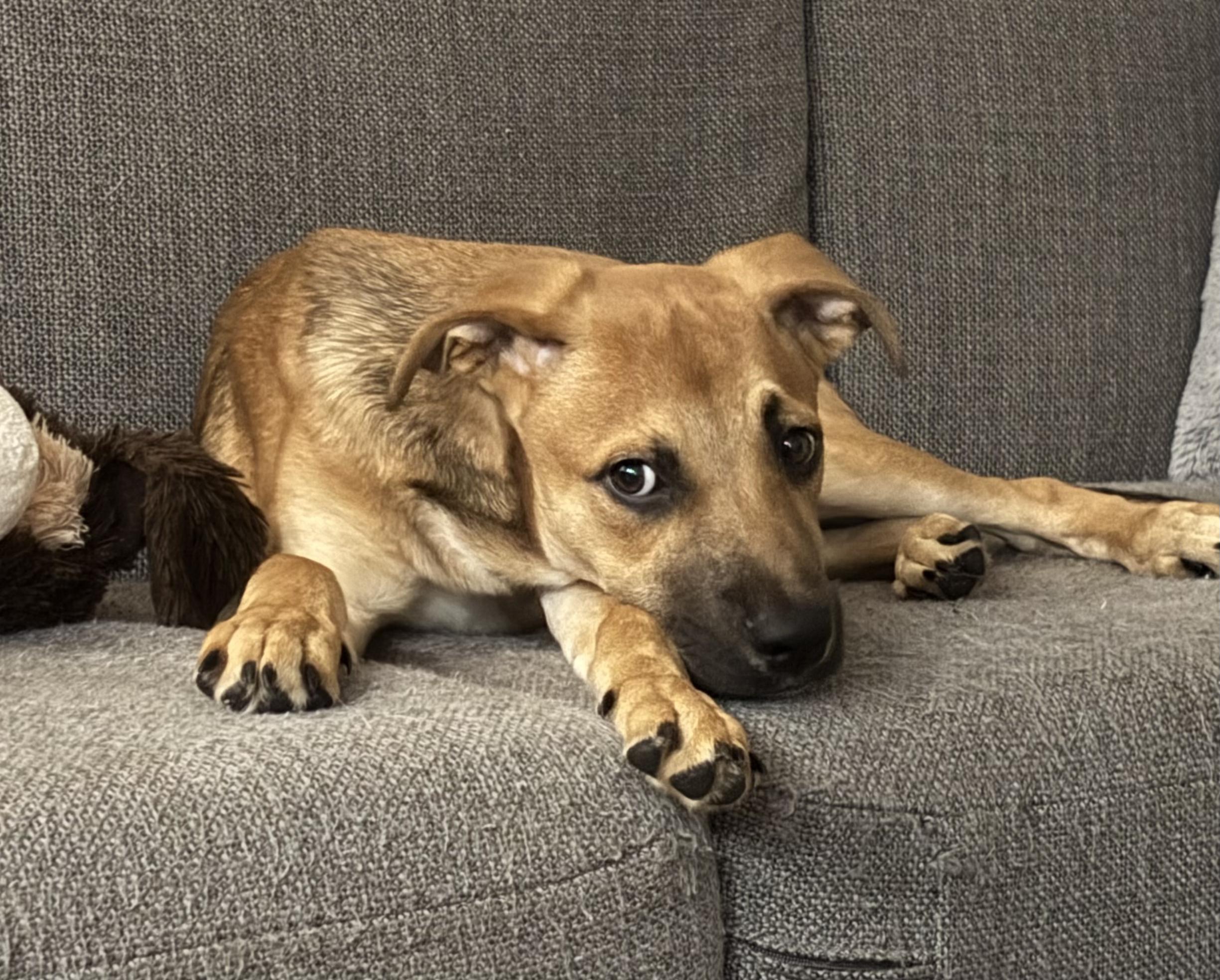 Enlarge Mariano, a Adoptable mixed breed in Ennis, TX image 1/6