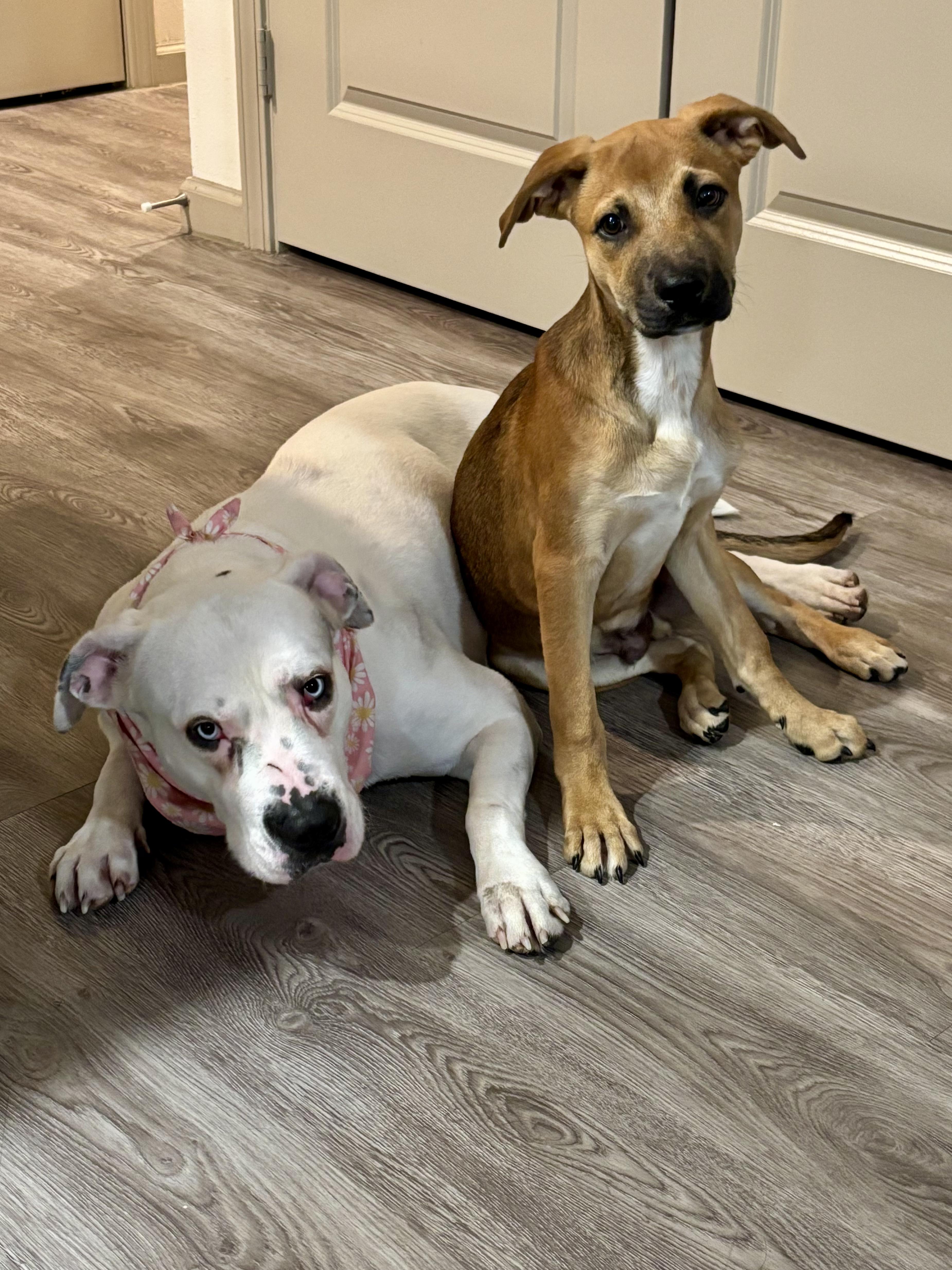 Enlarge Mariano, a Adoptable mixed breed in Ennis, TX image 2/6