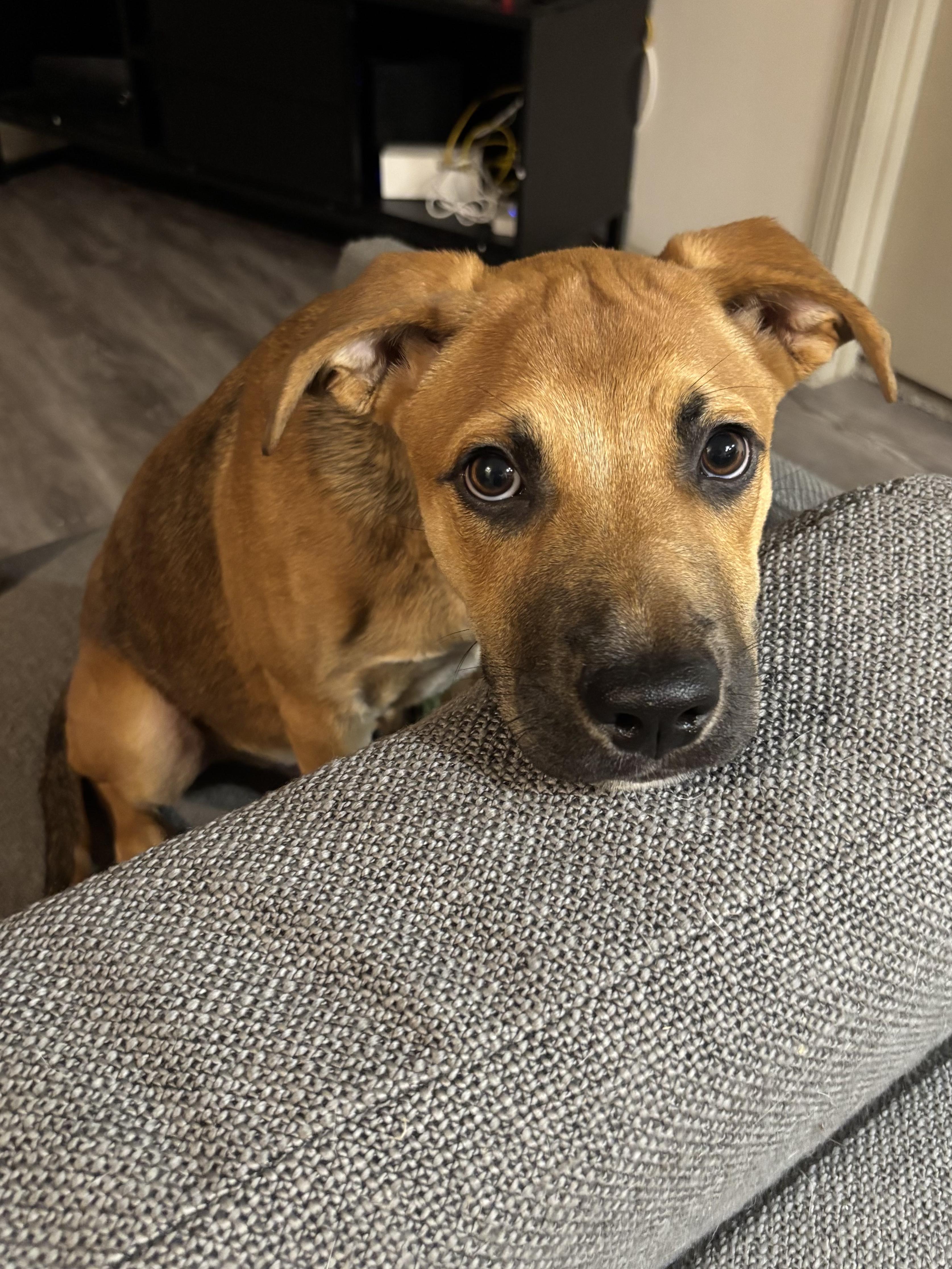 Enlarge Mariano, a Adoptable mixed breed in Ennis, TX image 4/6