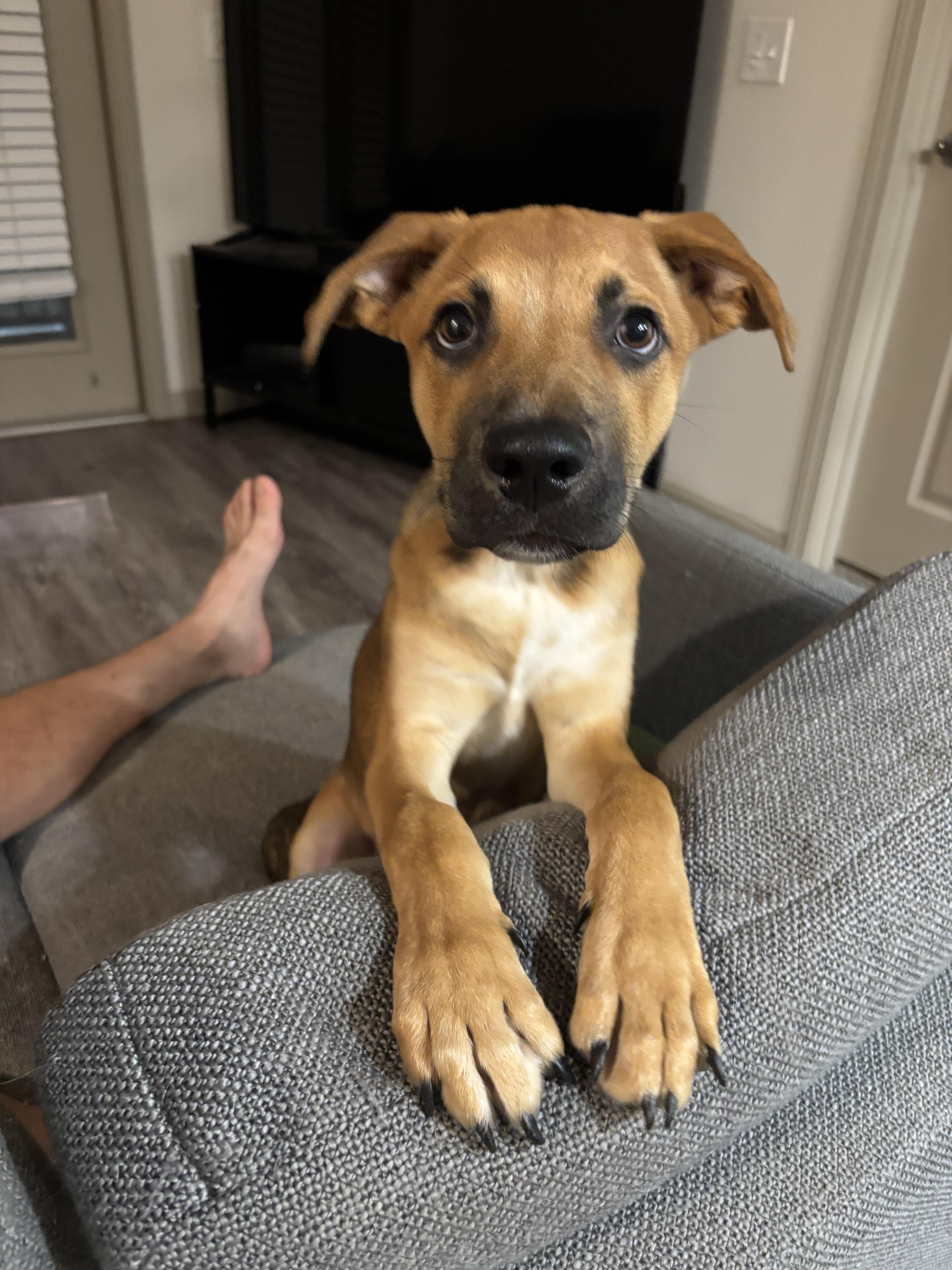 Enlarge Mariano, a Adoptable mixed breed in Ennis, TX image 5/6