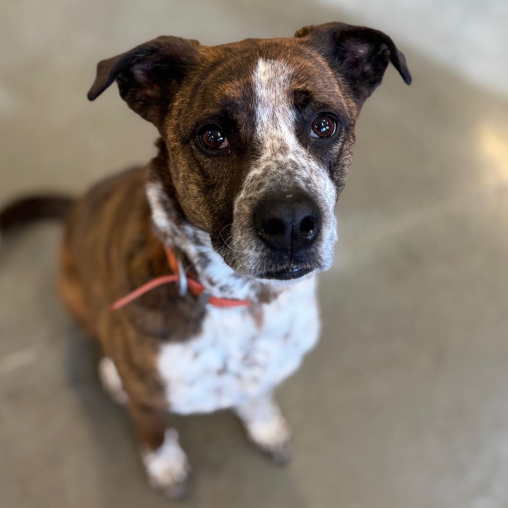 Sammie, Adoptable, Adult Male Mixed Breed & Boxer.