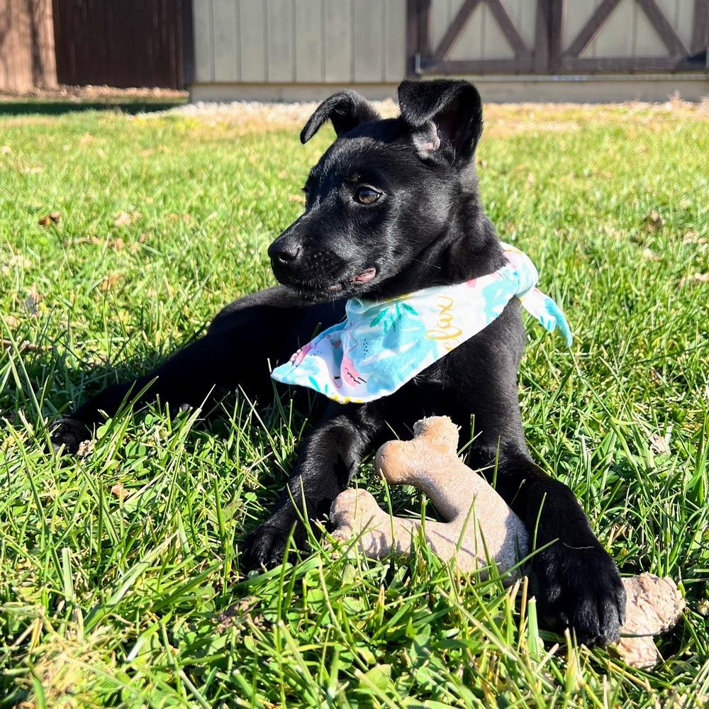 Melody Pond thumbnail 5