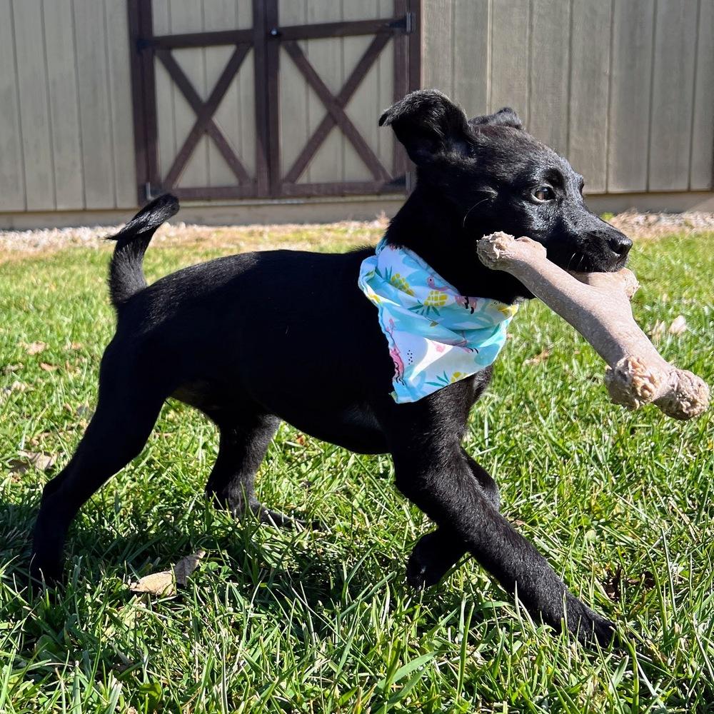 Melody Pond thumbnail 6