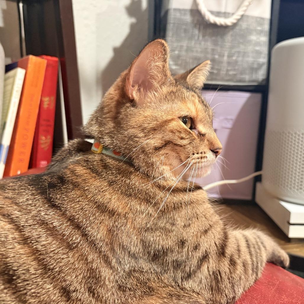 Enlarge Bianca, a Adoptable Domestic Short Hair in West Olive, MI image 1/6