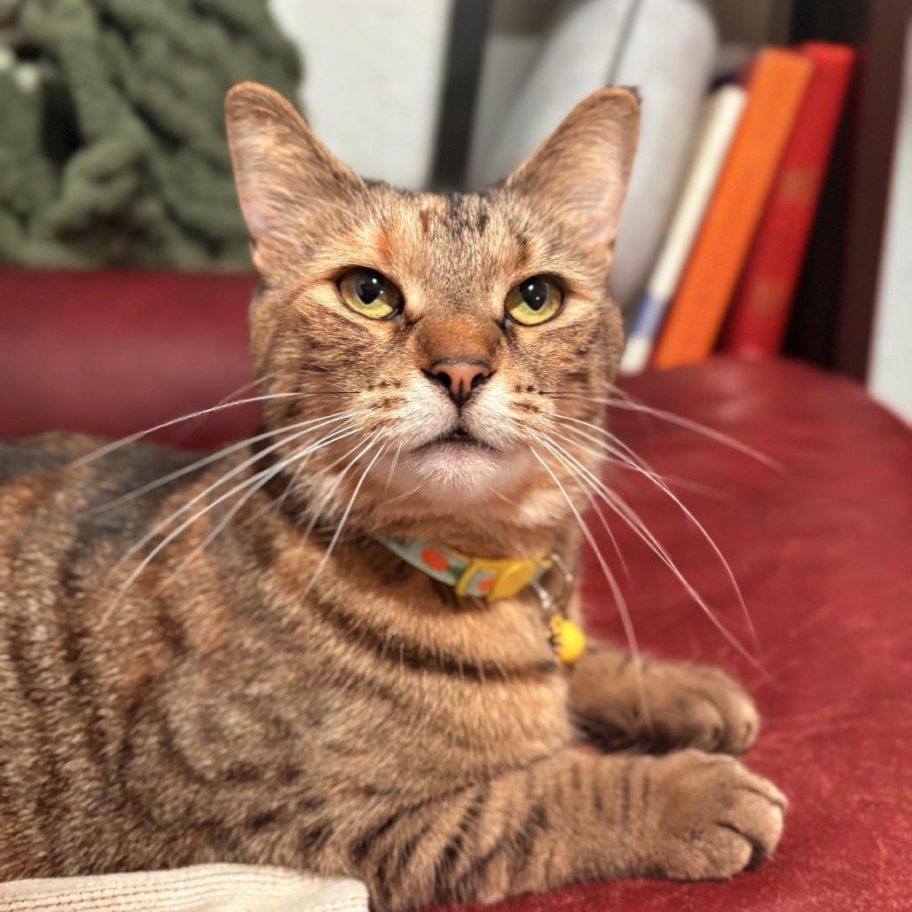 Enlarge Bianca, a Adoptable Domestic Short Hair in West Olive, MI image 3/6