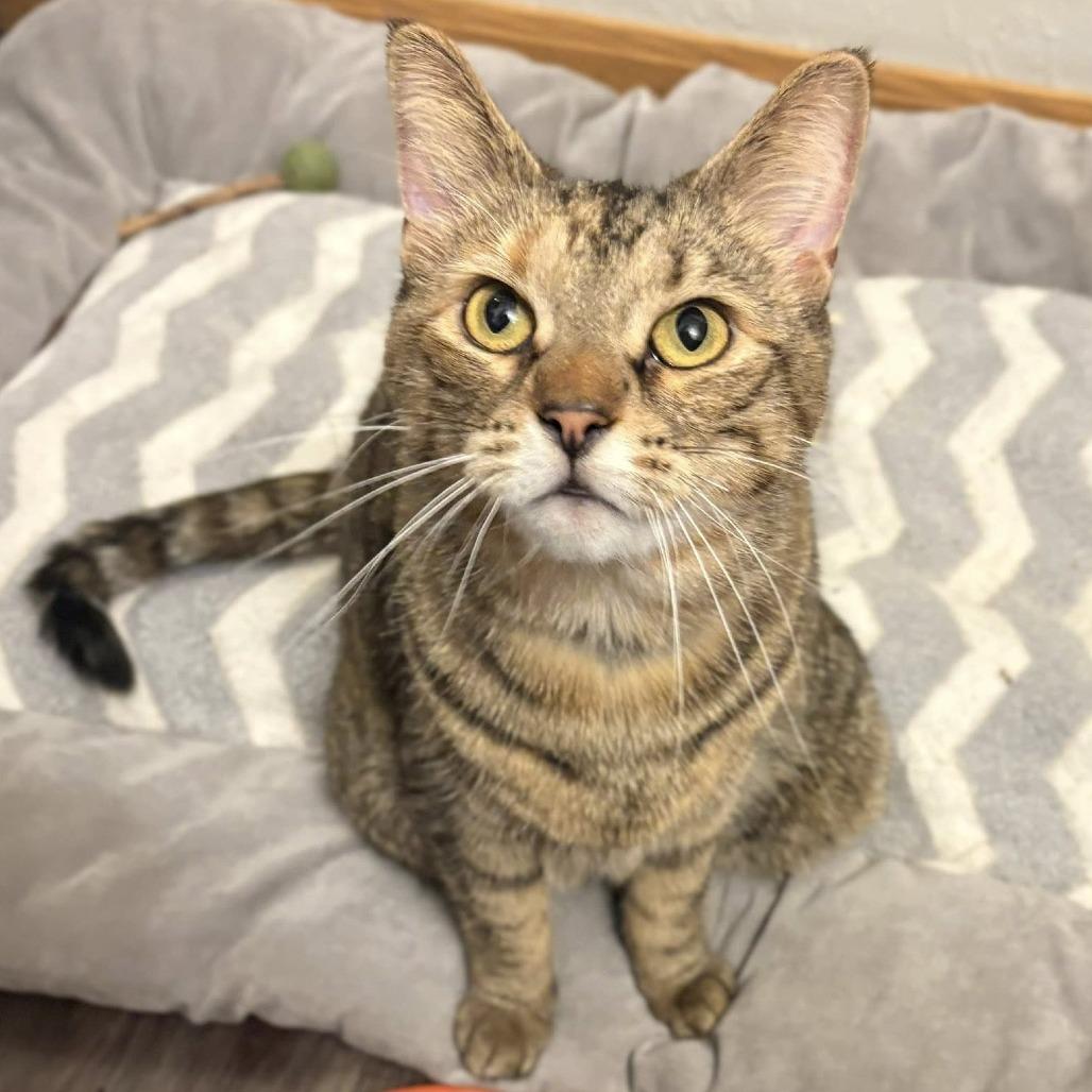 Enlarge Bianca, a Adoptable Domestic Short Hair in West Olive, MI image 4/6