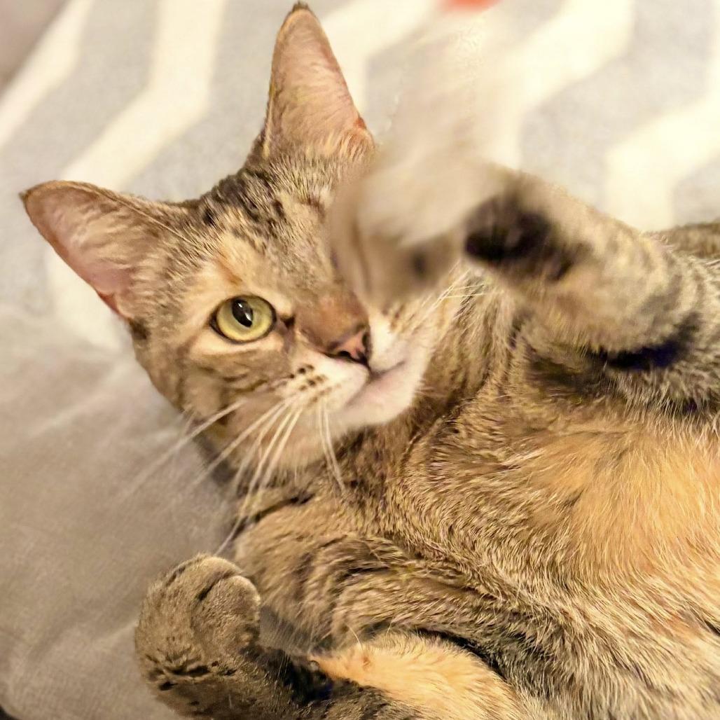 Enlarge Bianca, a Adoptable Domestic Short Hair in West Olive, MI image 5/6