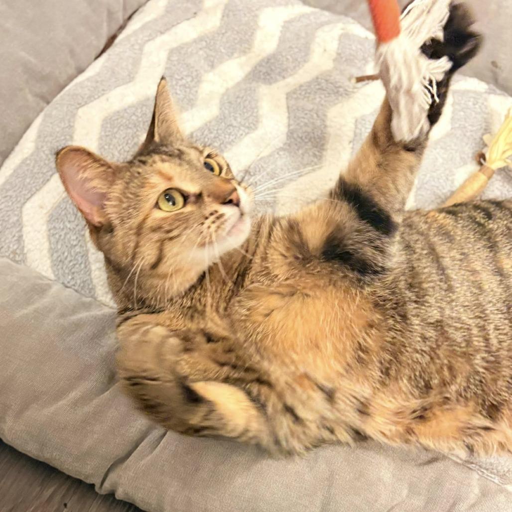 Enlarge Bianca, a Adoptable Domestic Short Hair in West Olive, MI image 6/6