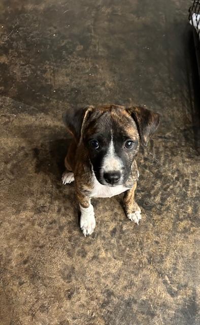 Pinky T., Adopted, Young Female Cardigan Welsh Corgi & Chihuahua.