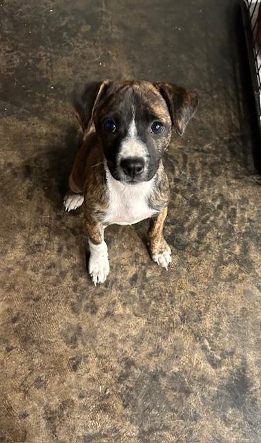 Enlarge Pinky T., a Adopted mixed breed in Garland, TX image 2/3