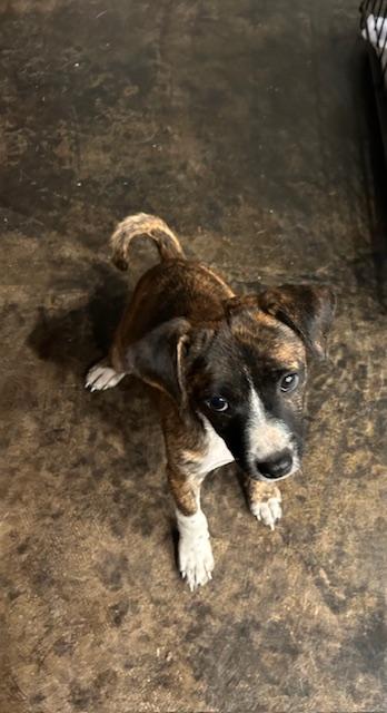 Enlarge Pinky T., a Adopted mixed breed in Garland, TX image 3/3