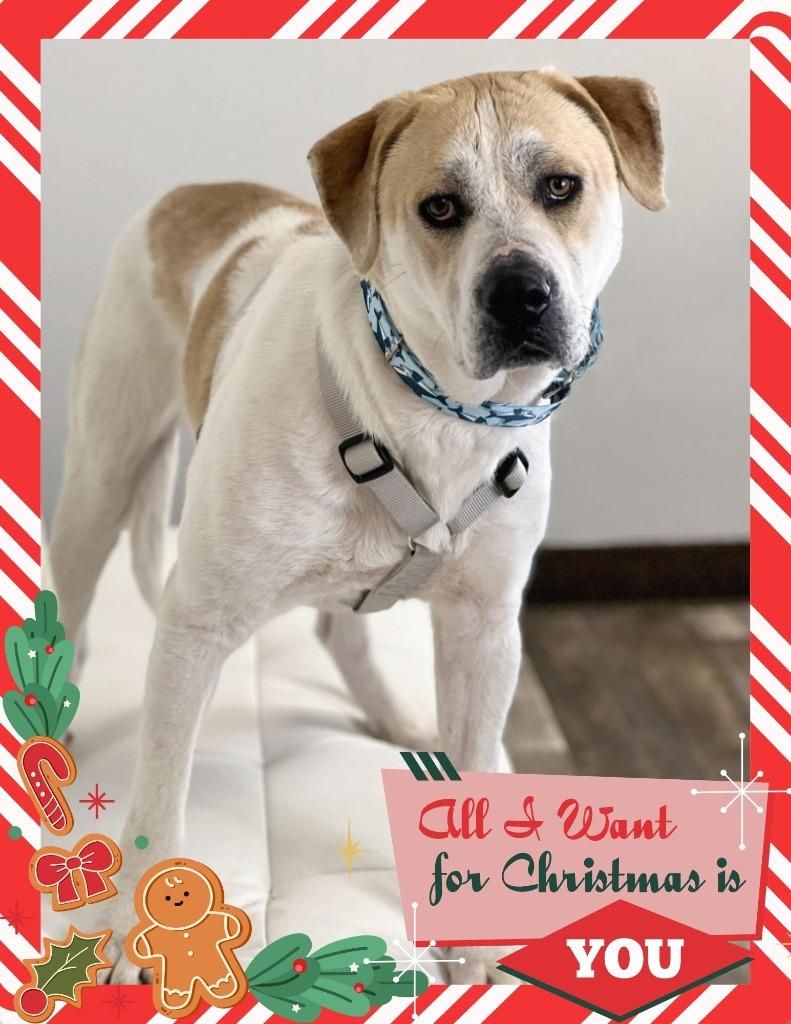 Oscar - I'll Be Home for Christmas Promo, Adoptable, Adult Male Mixed Breed.