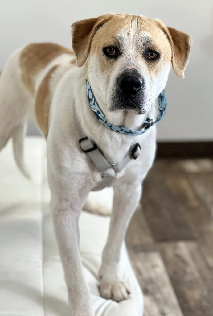 Enlarge Oscar, a Adoptable mixed breed in Savage, MN image 2/4