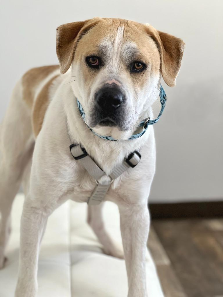 Enlarge Oscar, a Adoptable mixed breed in Savage, MN image 3/4