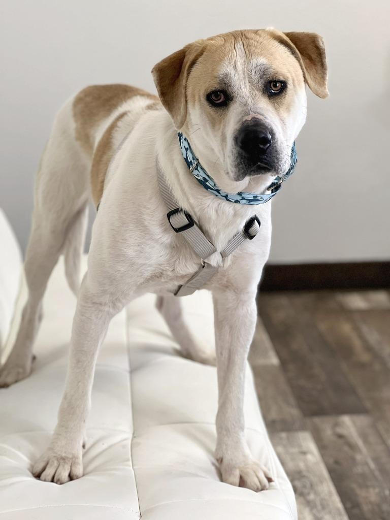 Enlarge Oscar, a Adoptable mixed breed in Savage, MN image 2/4