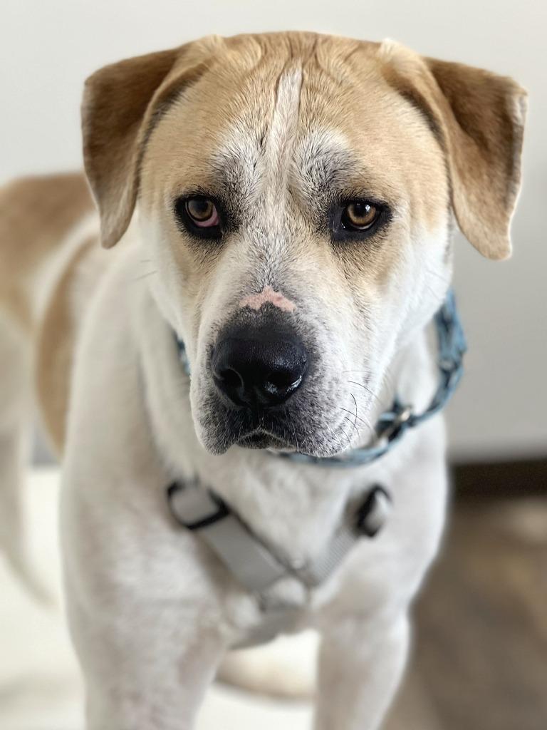 Enlarge Oscar, a Adoptable mixed breed in Savage, MN image 4/4