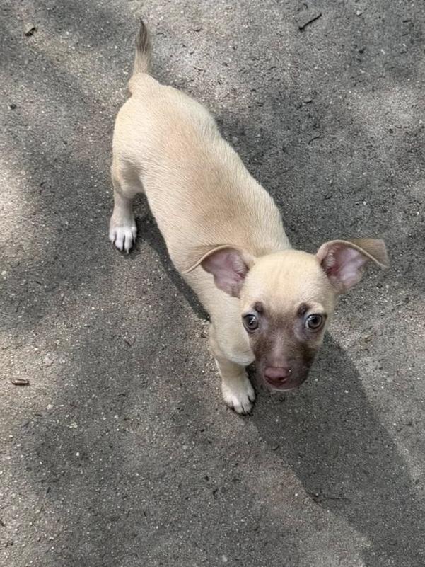 Laszlo, Adoptable, Puppy Male Chihuahua.