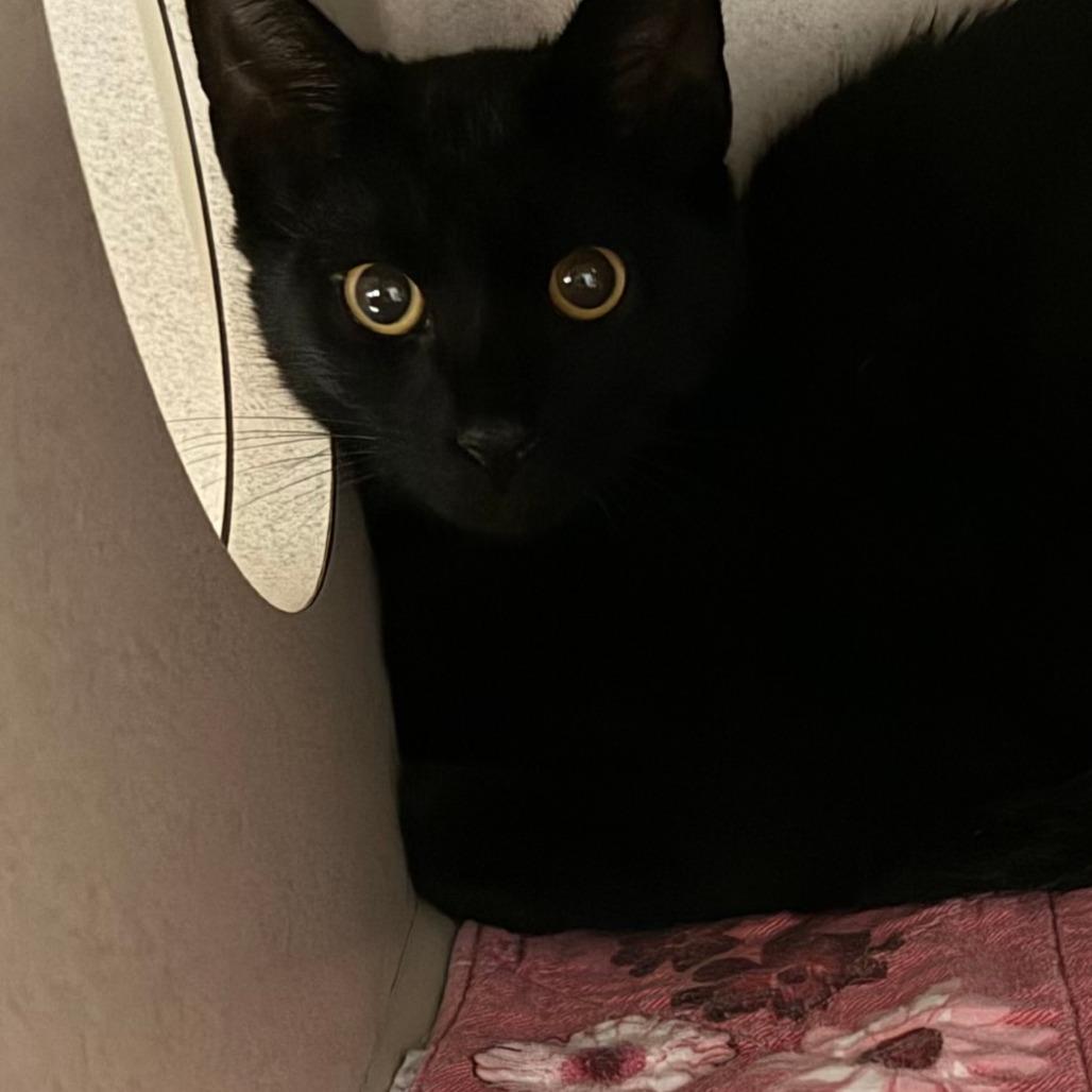 Enlarge Lone Pine One, a Adoptable Domestic Short Hair in Durango, CO image 1/1