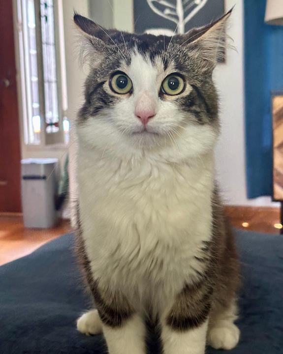 Enlarge William Charles, an adopted mixed breed in Santa Ana, CA image 5/6
