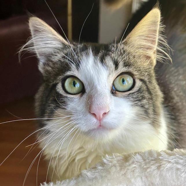 William Charles, adopted, Adult Male Domestic Medium Hair & Maine Coon.