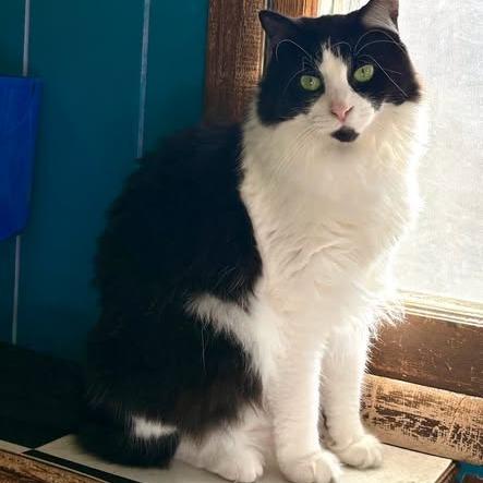 Patsy, Adoptable, Adult Female Domestic Medium Hair.