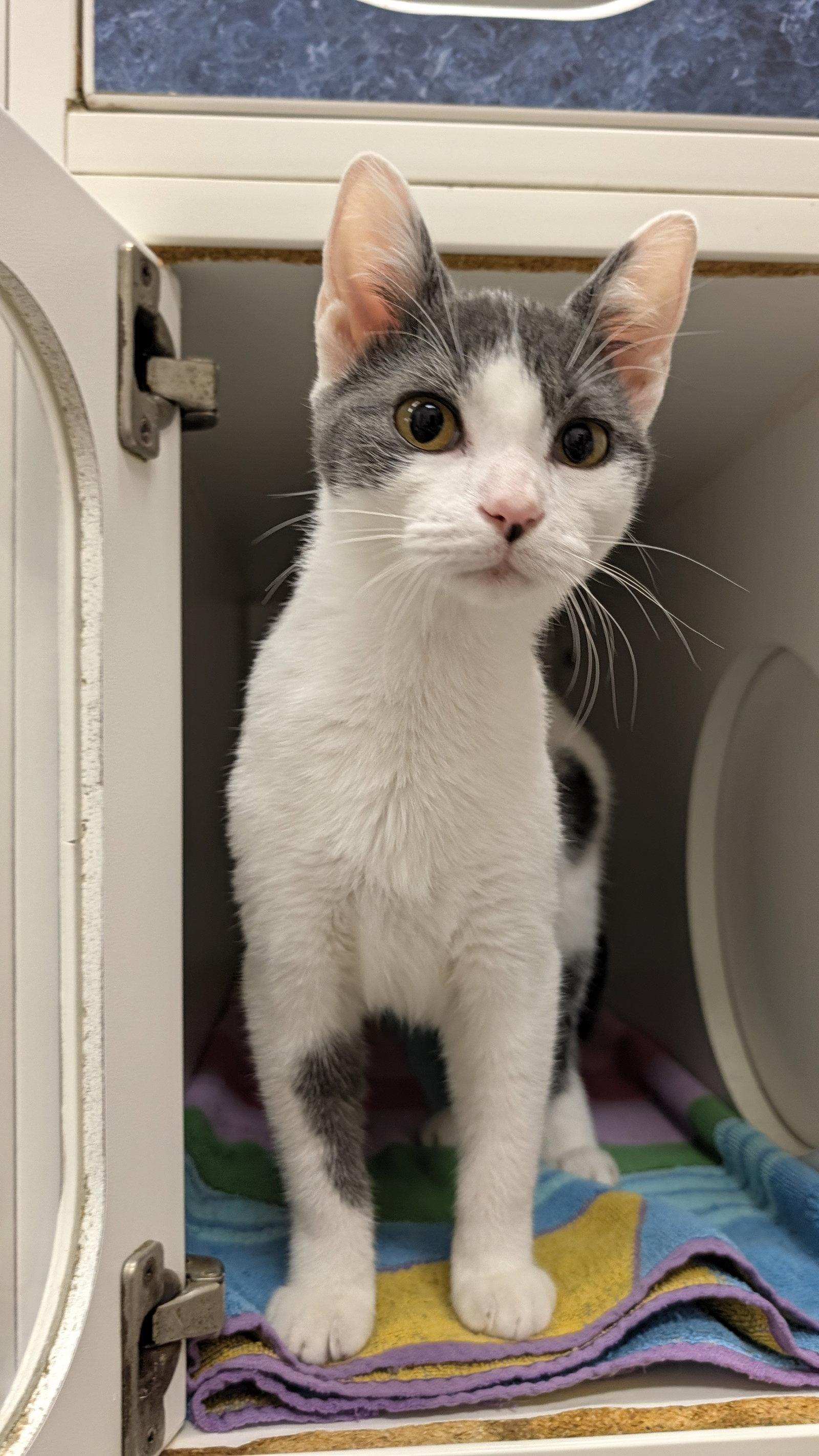 Enlarge Howie, a Adoptable Domestic Short Hair in Columbus, OH image 1/3