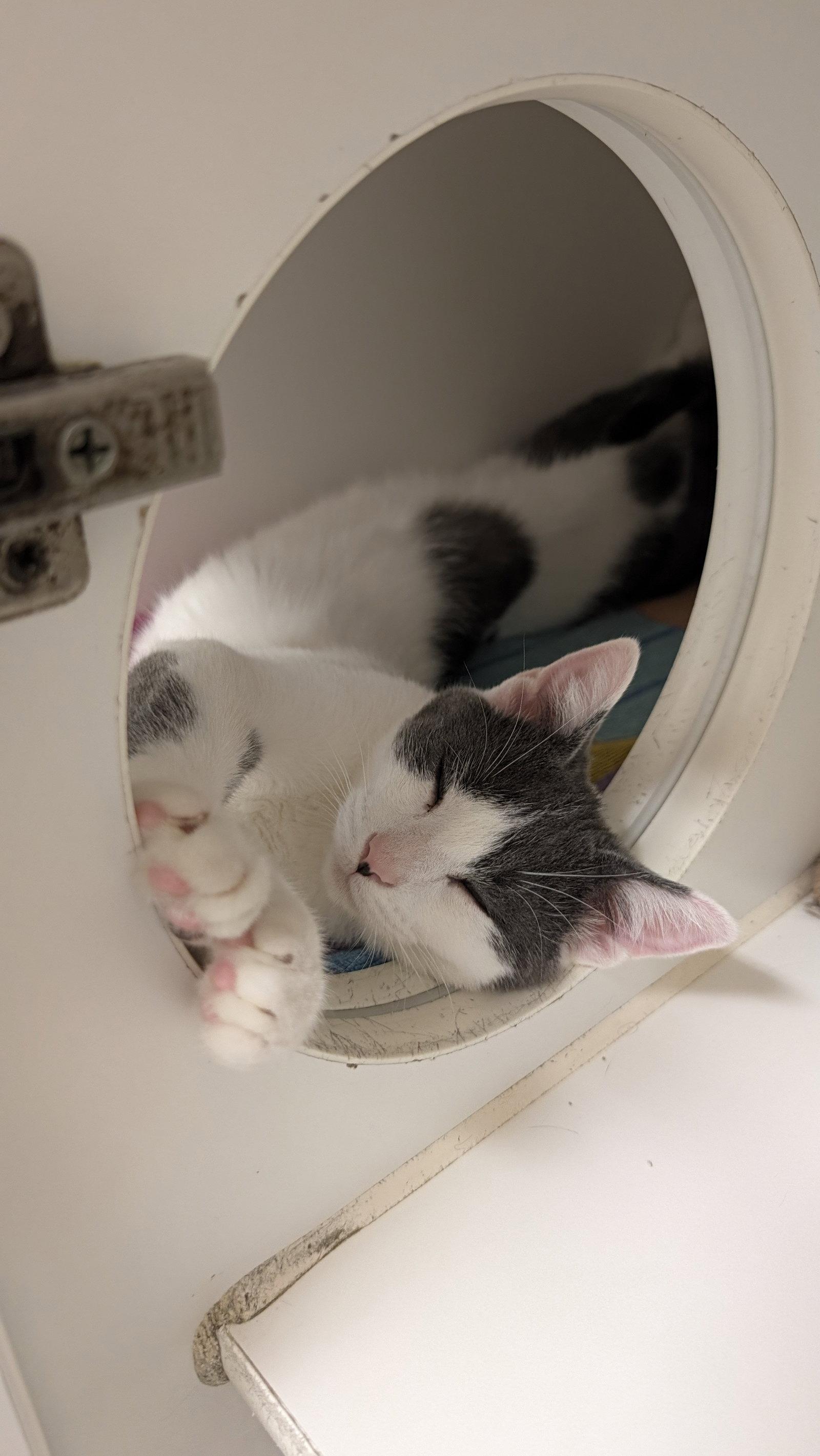 Enlarge Howie, a Adoptable Domestic Short Hair in Columbus, OH image 2/3