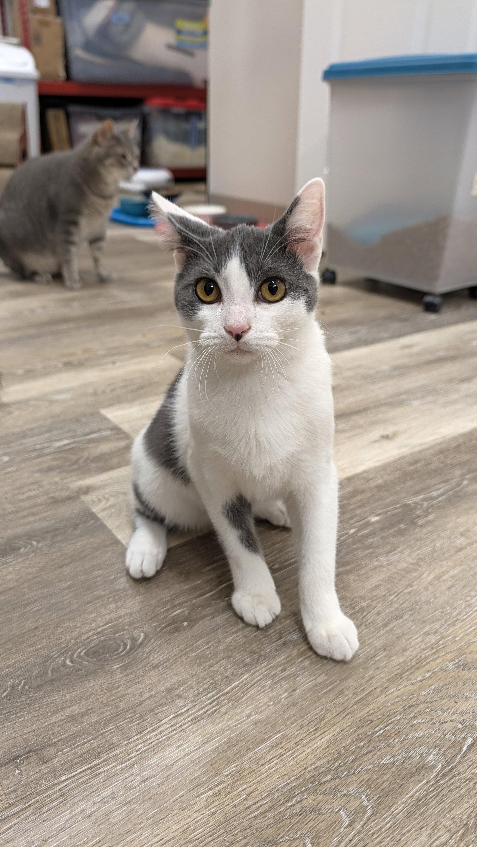 Enlarge Howie, a Adoptable Domestic Short Hair in Columbus, OH image 3/3