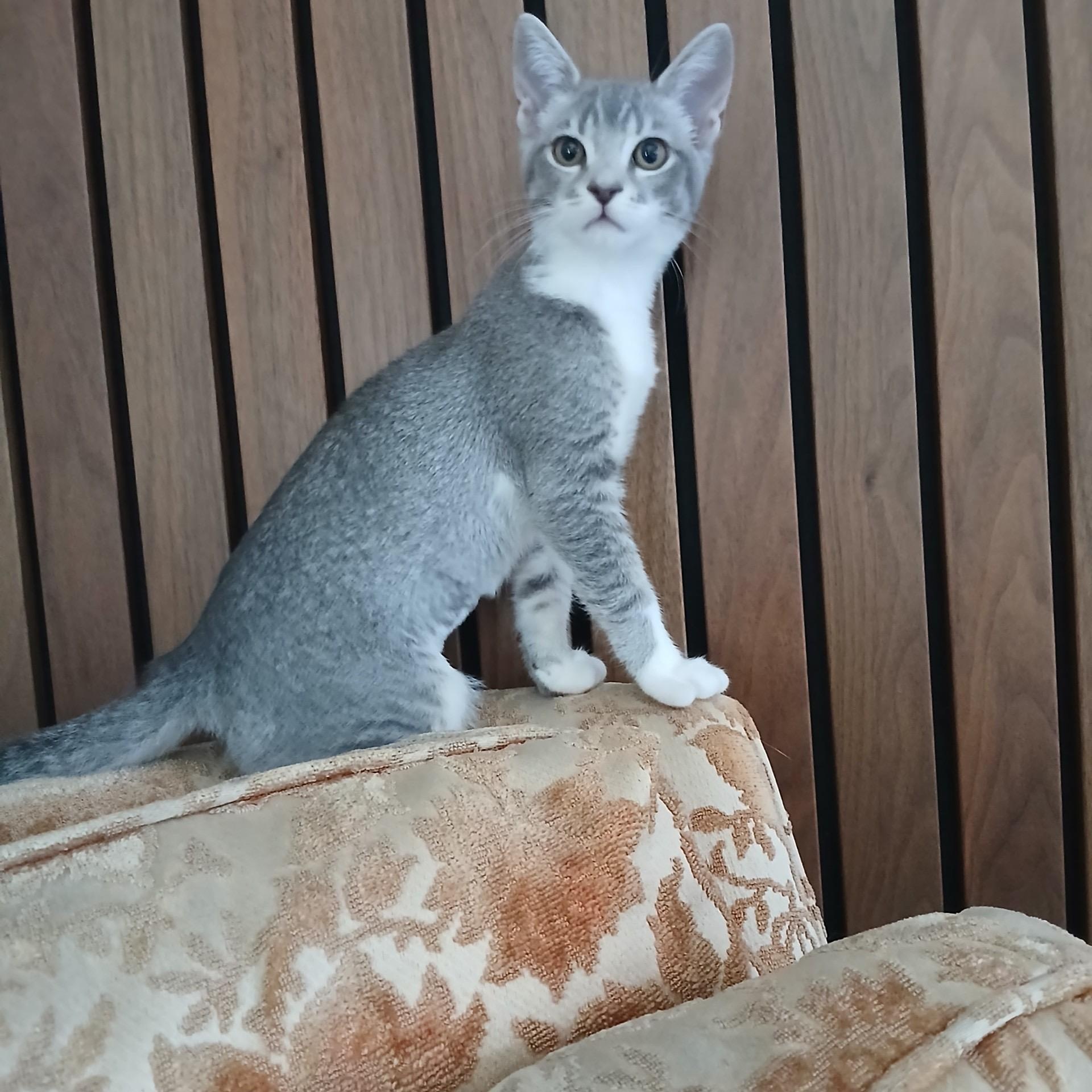 Cardi, a Adoptable Domestic Short Hair in La Canada, CA image 4/5
