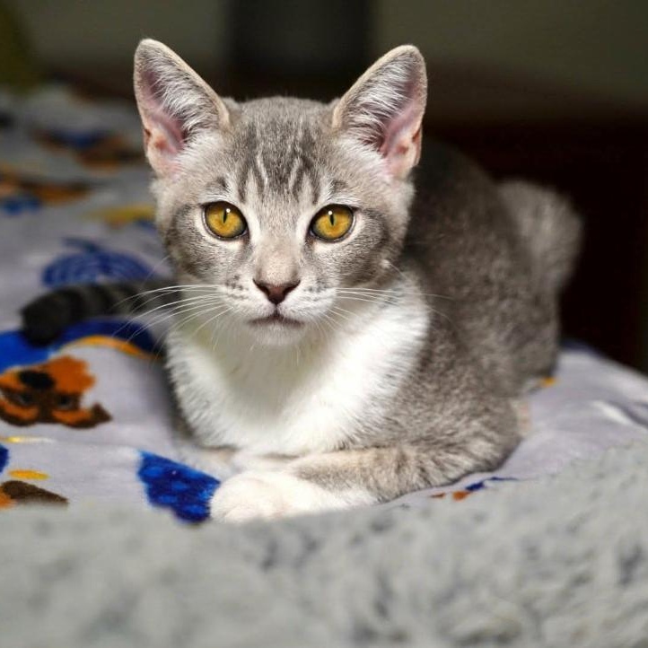 Cardi, Adoptable, Kitten Female Domestic Short Hair.