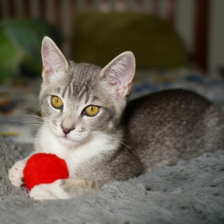 Cardi, a Adoptable Domestic Short Hair in La Canada, CA image 2/5