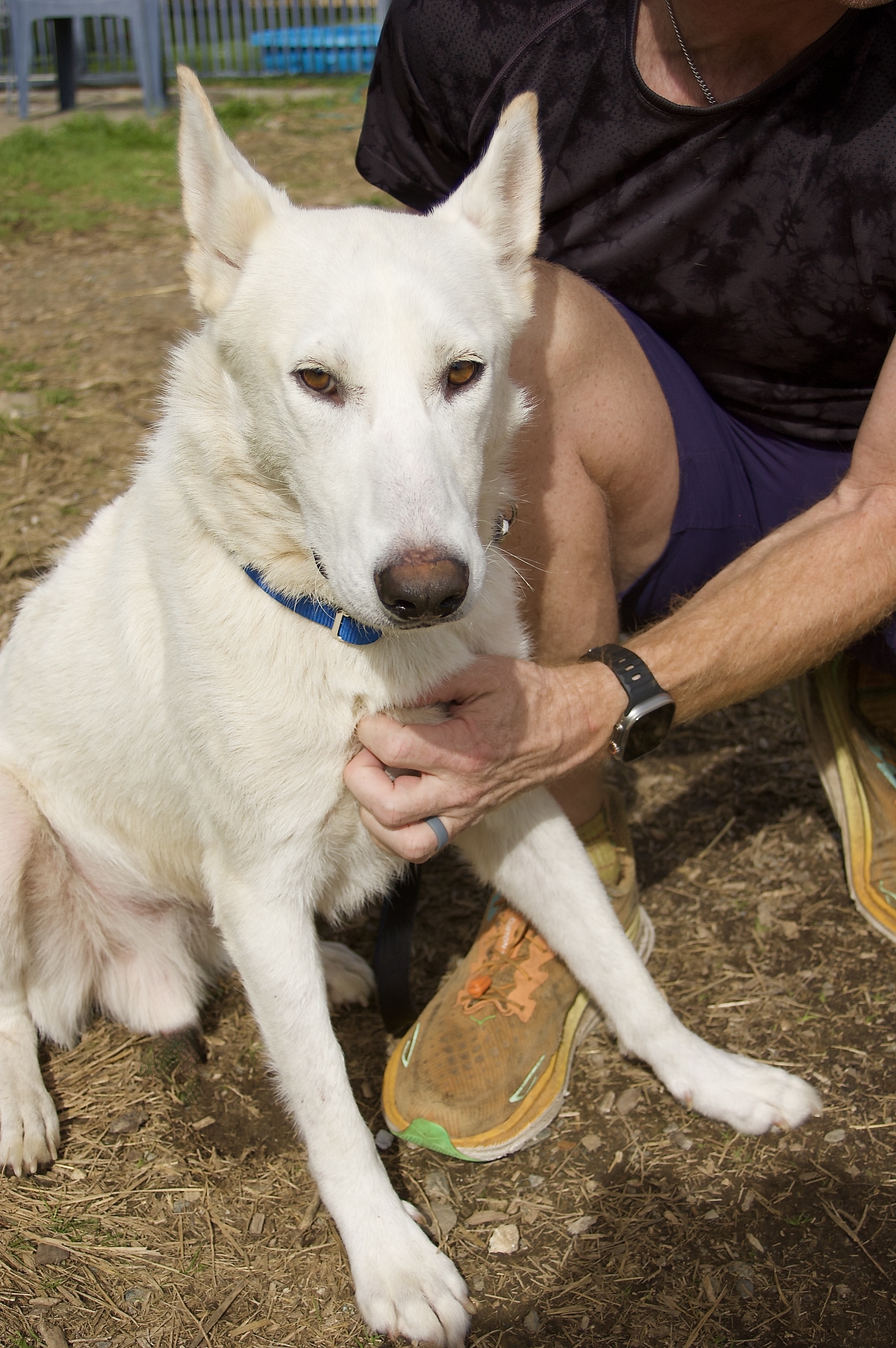 Woody, a Adoptable mixed breed in Grass Valley, CA image 5/6