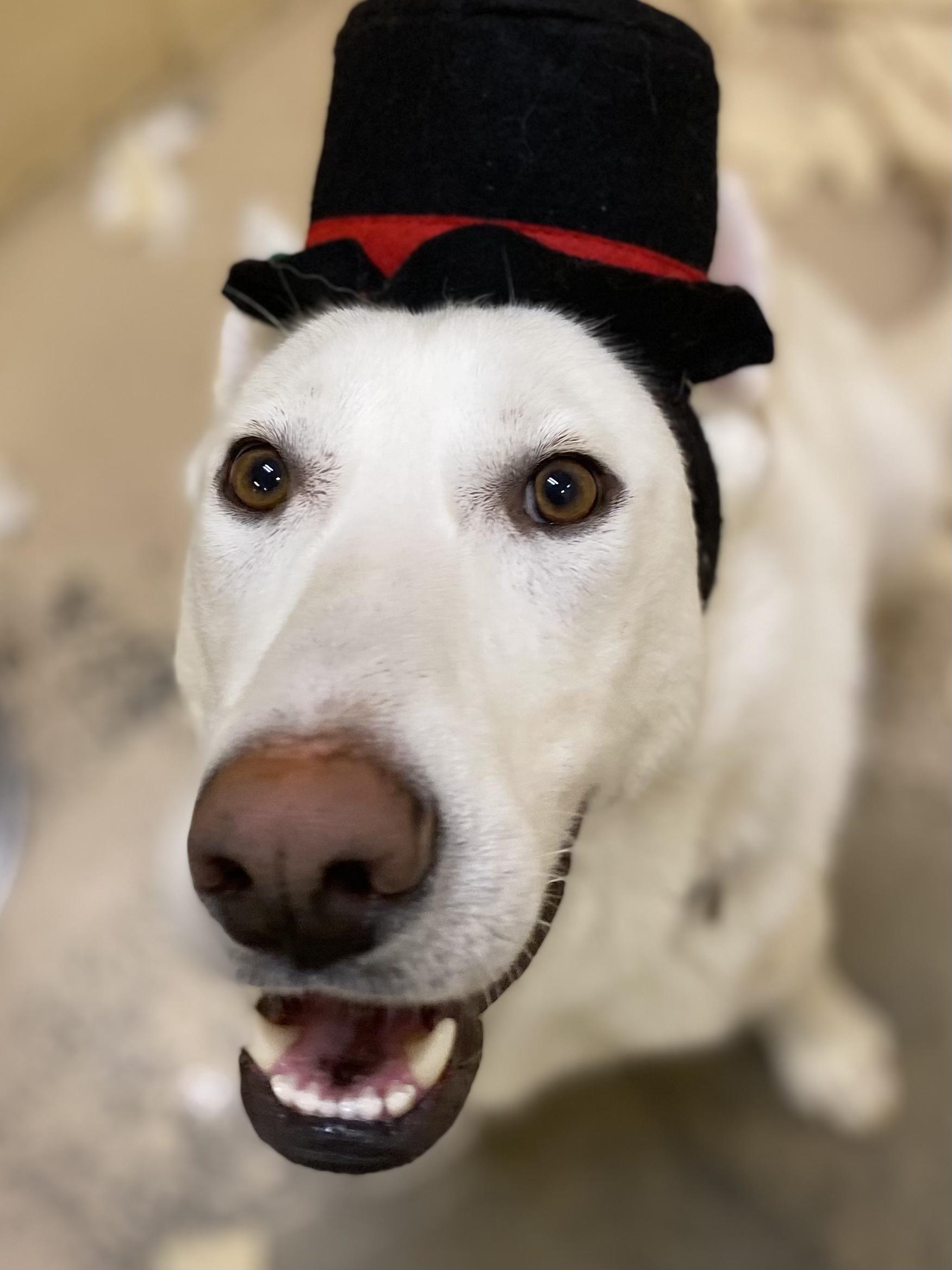 Woody, a Adoptable mixed breed in Grass Valley, CA image 4/6