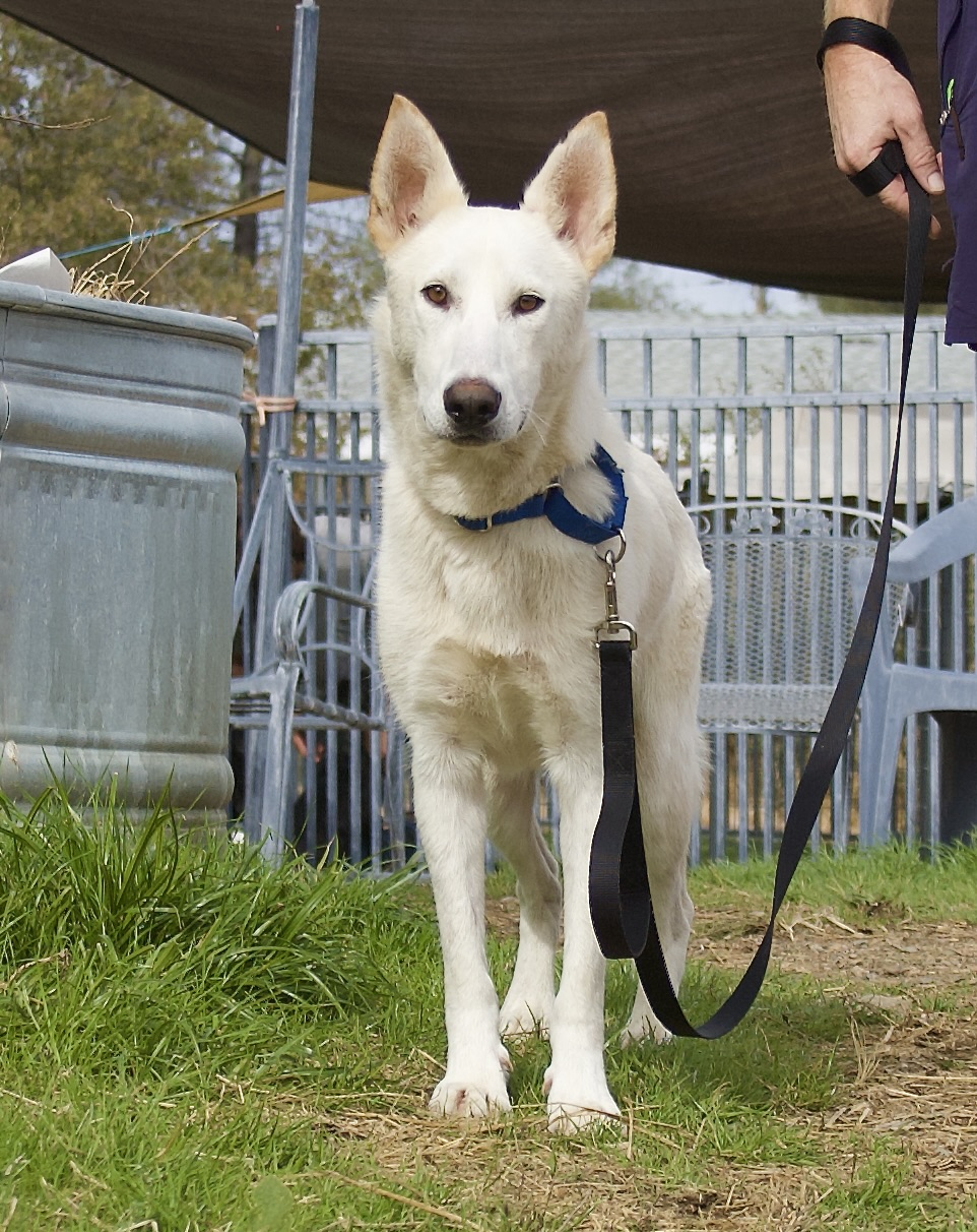 Woody, a Adoptable mixed breed in Grass Valley, CA image 2/6