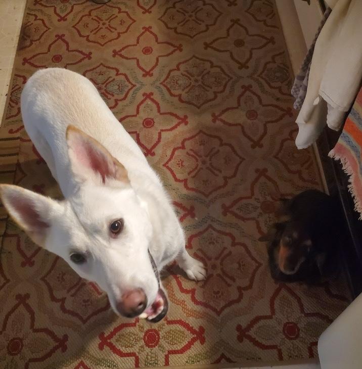 Woody, a Adoptable mixed breed in Grass Valley, CA image 6/6